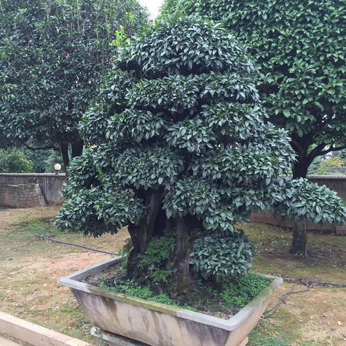 金彈子喬木跟灌木金彈子區別？