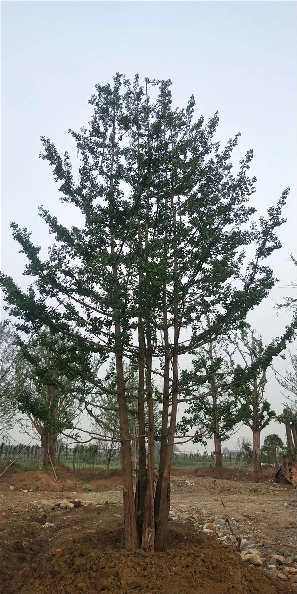銀杏樹(shù)基地實(shí)拍