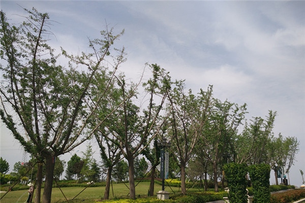 嫁接銀杏樹(shù)基地實(shí)拍圖片