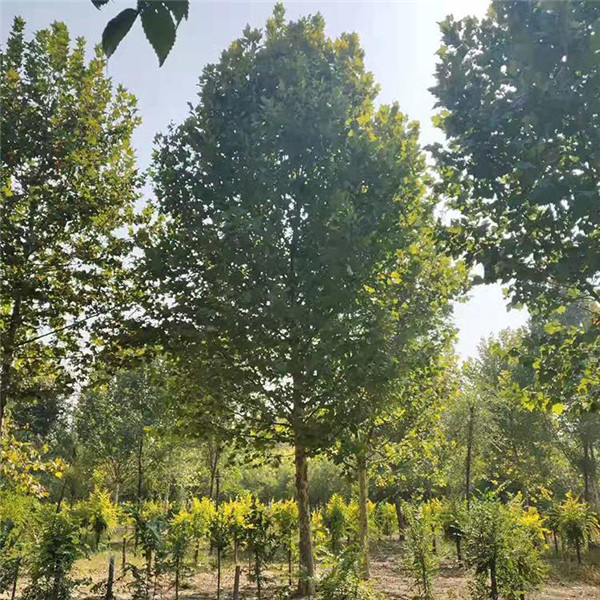 成都適合種植造型法桐嗎？