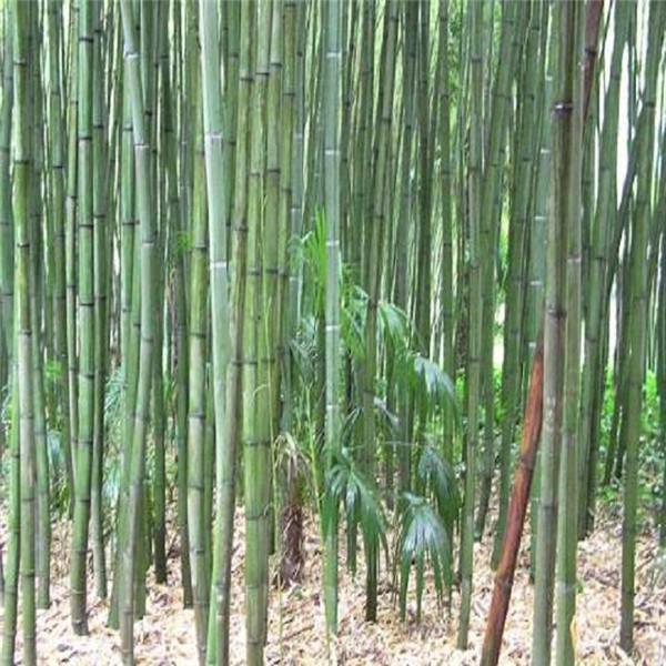 如何養(yǎng)好棕竹? 1.澆水 棕竹的耐澇性挺不錯的,只要不是直接種植在水中,一些少量積水并不會影響棕竹生長,反而棕竹喜歡濕潤一些,平時就要保持棕竹周圍的空氣濕潤一些,棕竹的竹竿在水分充足的地方,能夠更翠綠一些。 2.施肥 在培育棕竹幼苗的時候,可以施加氮肥來增加棕竹點生長速度,一般每一個月左右施加一次,在施肥點時候建議和澆水一起澆灌施加,棕竹一般在培育的時候,都是叢生姿態(tài),好幾棵的竹根生長在一起,普通施肥方法可能會造成生長不均勻。 3.溫度 棕竹對溫度的適應(yīng)能力很強(qiáng),不怕寒冷不怕炎熱,棕竹因為其竹類竹竿的特性,在三十幾度或者零下十幾度的溫度下,被凍傷的幾率非常小,移栽的棕竹存活率也很高的,現(xiàn)在很多地區(qū)也都挺喜歡永棕竹綠化種植觀賞。